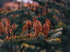 Airtableを使った無料プランの活用法は？