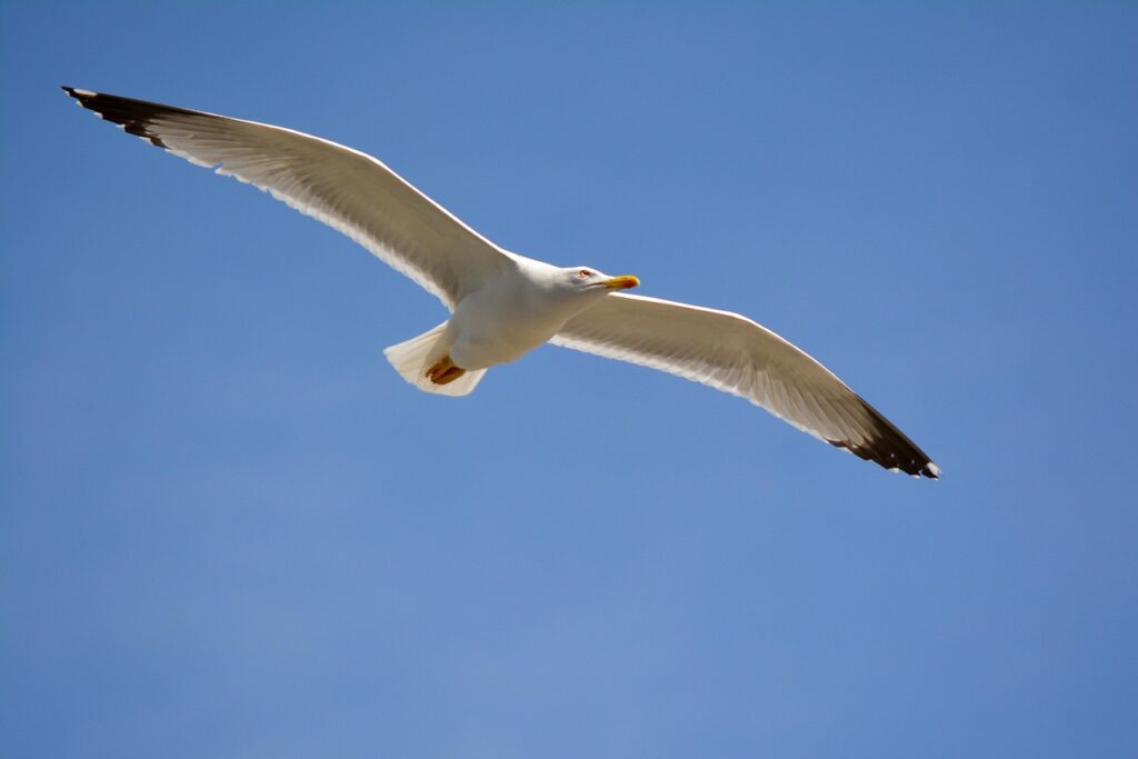 Glideを使った営業管理アプリのメリットとは？