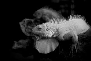 notionポートフォリオを作成する際のポイントは？