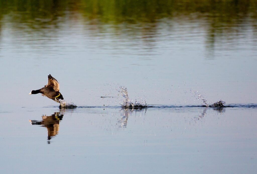 Webflowの料金プランはどのように選べばよいですか？