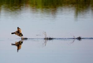 Webflowの料金プランはどのように選べばよいですか？