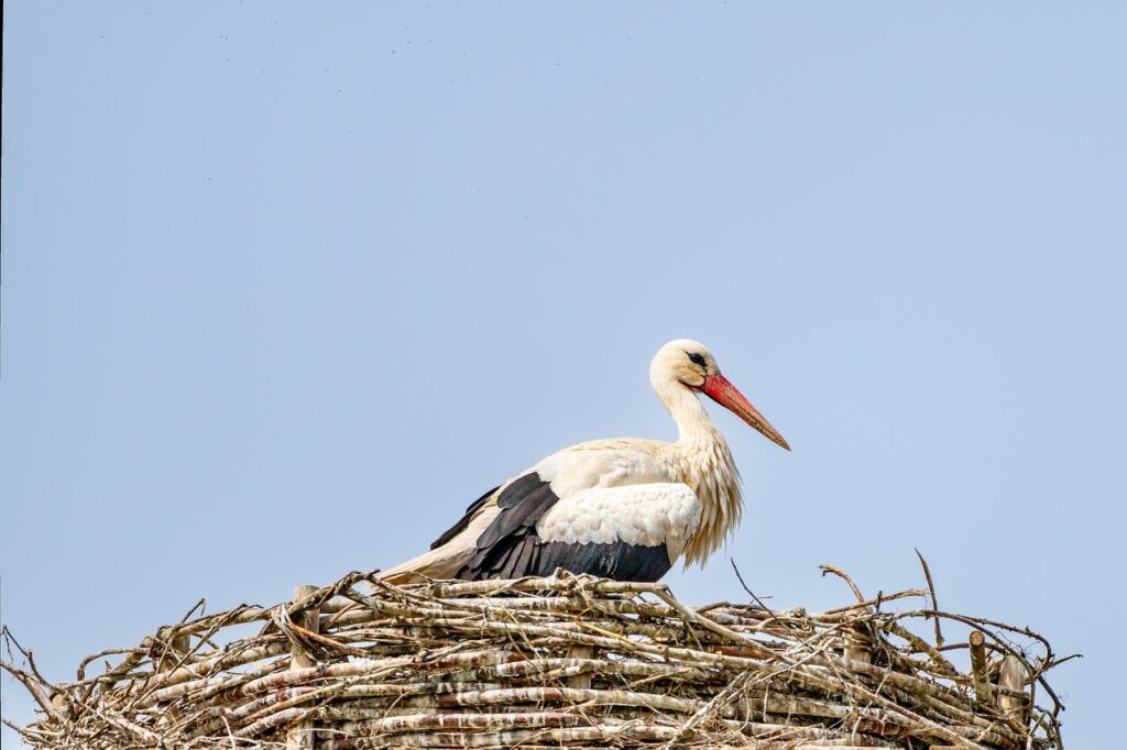 コミュニティサイト構築に必要なステップとは？