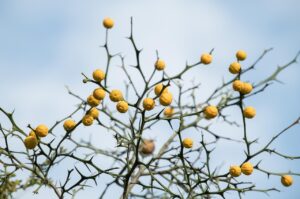 Wixとジンドゥーの比較で自分に合ったウェブサイト作成ツールはどれ？