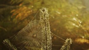 ノーコードでWEB制作を活用した副業の始め方は？