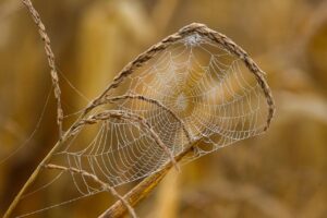 ノーコードでWEB制作を実現するためにプログラミングは本当に不要なのか？