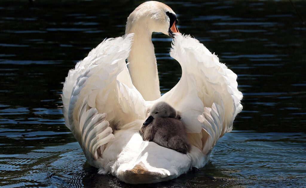 ノーコードアプリの口コミは本当に役立つ？